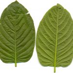 Leaves of Kratom