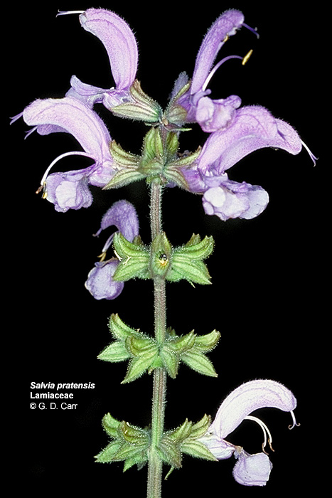 Botany of Salvia
