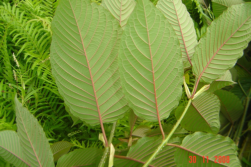 How to use Kratom – The Essential Guide