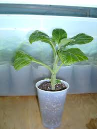 Salvia divinorum in cup clipping