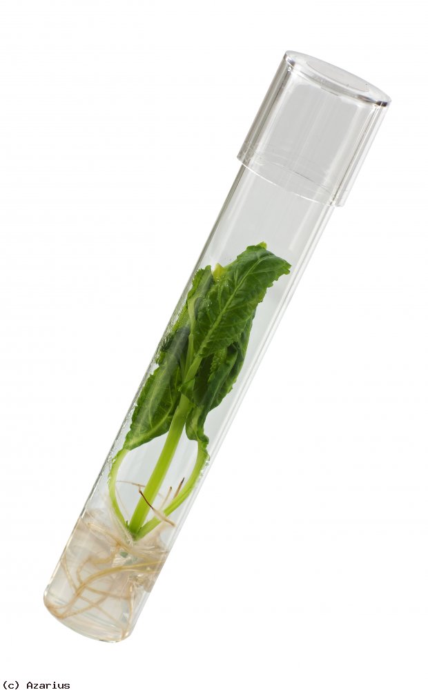 Salvia cutting in a tube