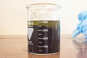 Salvia with acetone wash