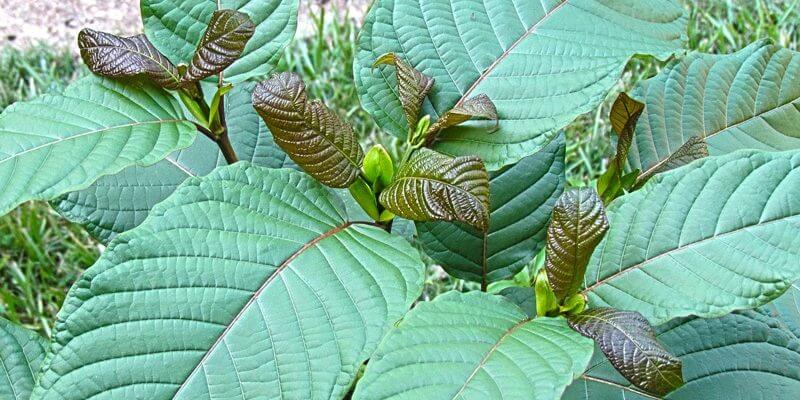 A Beginners Guide To Kratom