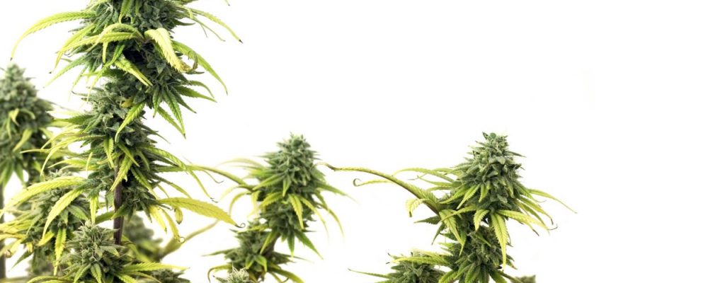 CBD VS THC: Which product is the best and for what?