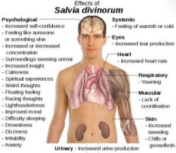 The effects of Salvia
