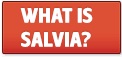 what is salvia | SalviaExtract.com